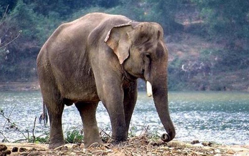 Adotta un Elefante