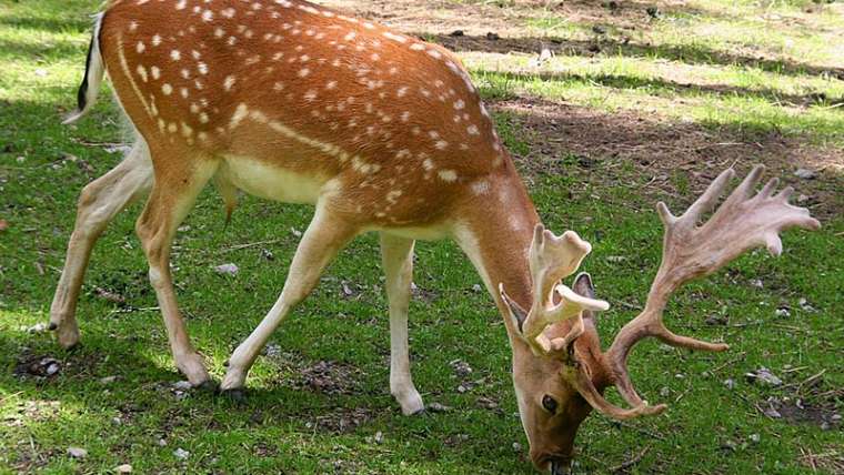 daino zoo abruzzo