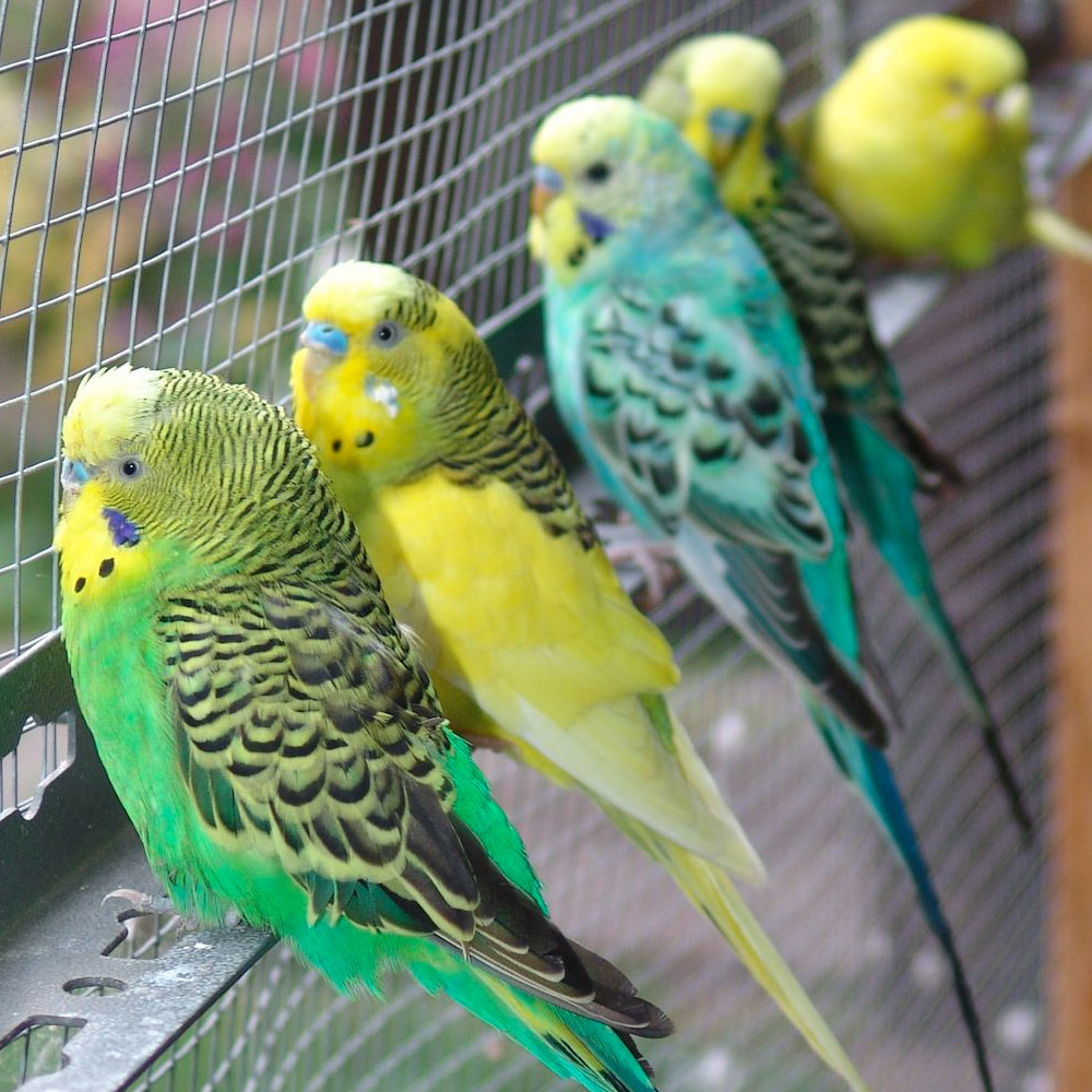 pappagallini australiani