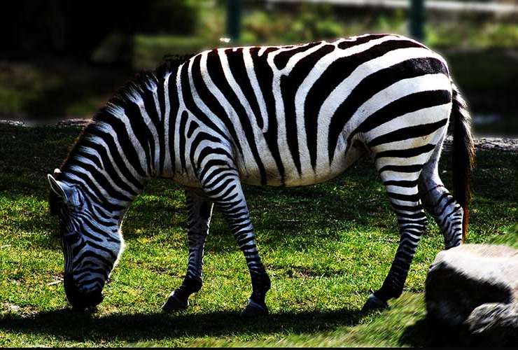 zebra zoo abruzzo