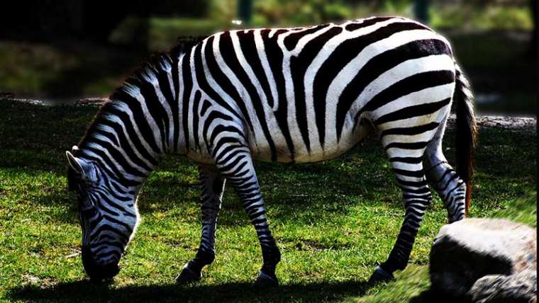 zebra zoo abruzzo