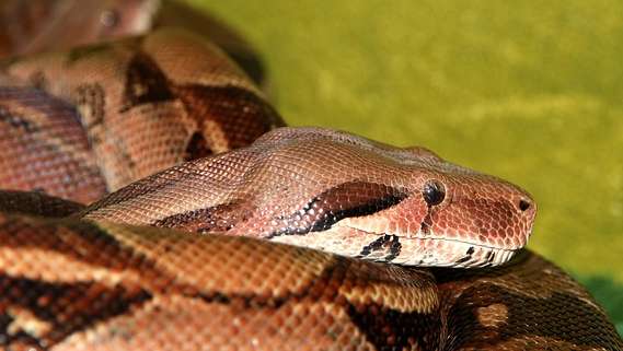 boa costrictor