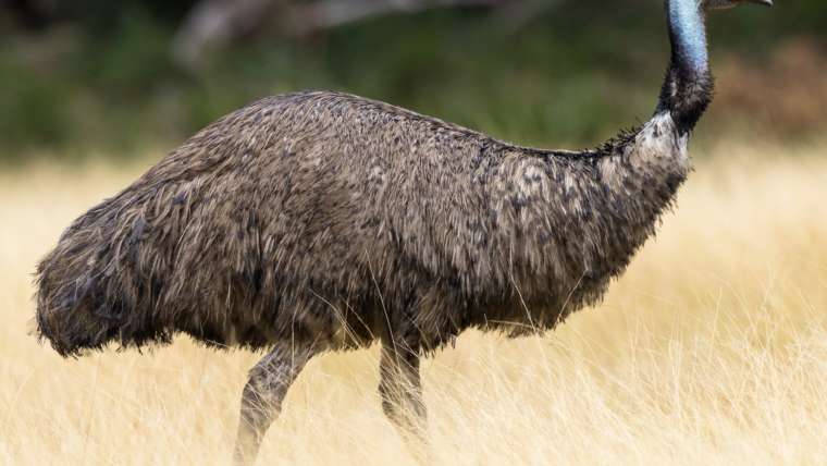 emu