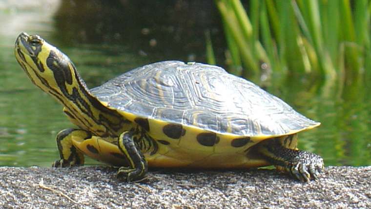 trachemys scripta