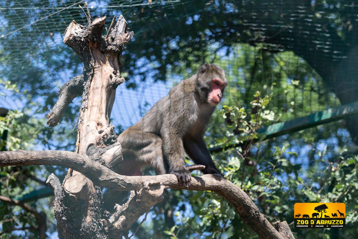 zoo abruzzo