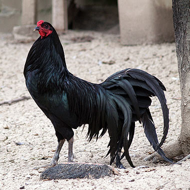 gallina di sumatra