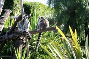 uno zoo in abruzzo