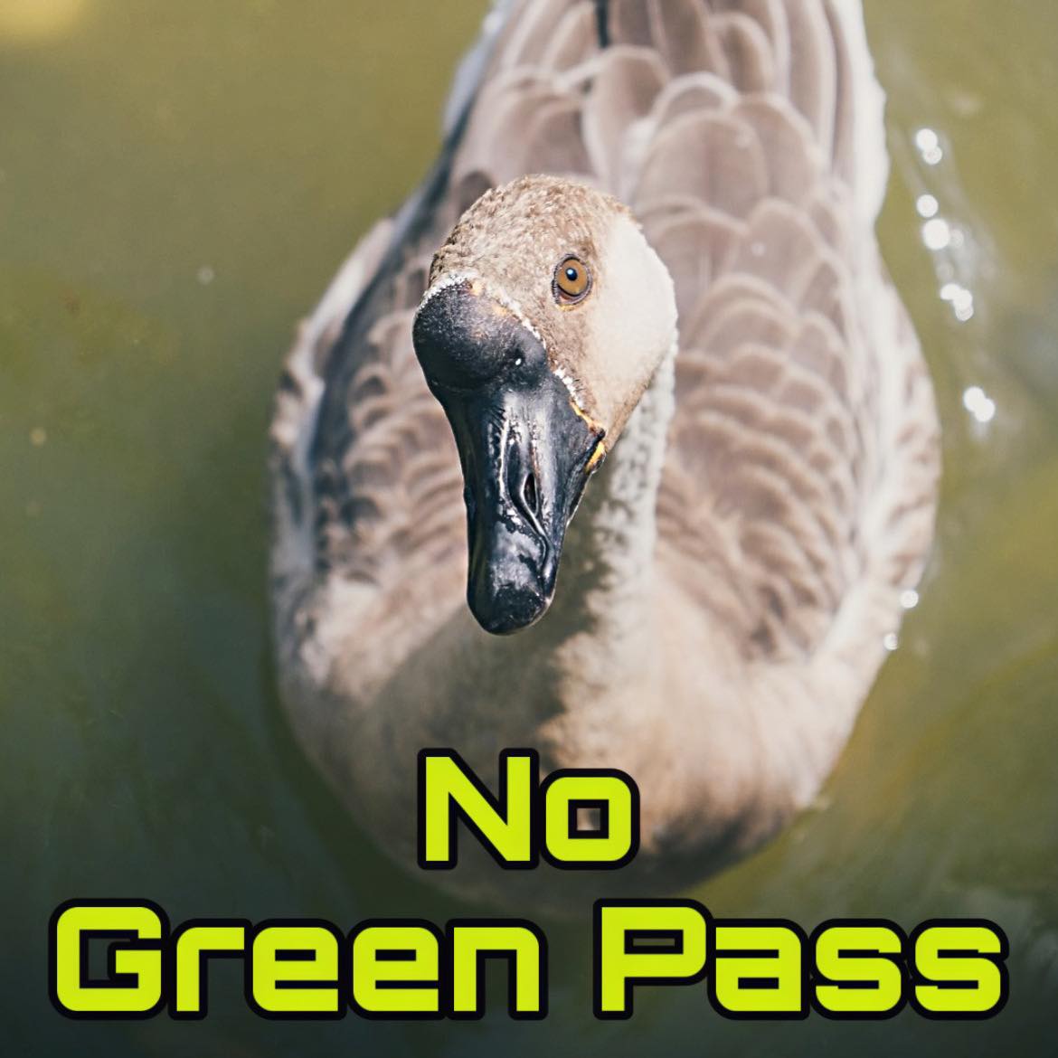 NO GREEN PASS