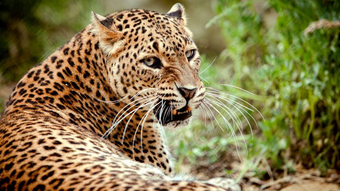 Il leopardo dello Sri Lank