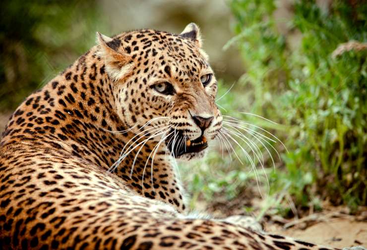 Il leopardo dello Sri Lank