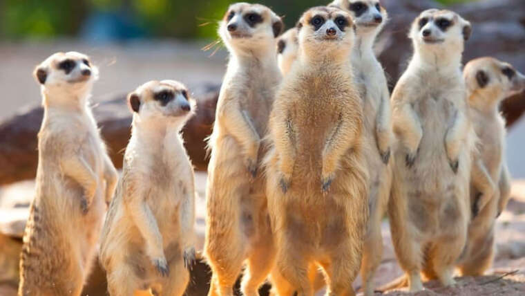 gruppo di suricati