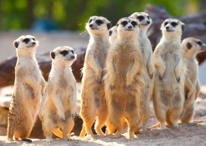 gruppo di suricati