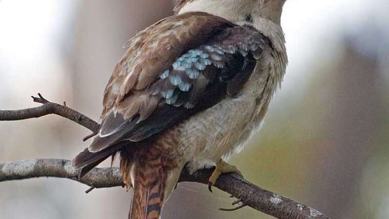 Kookaburra