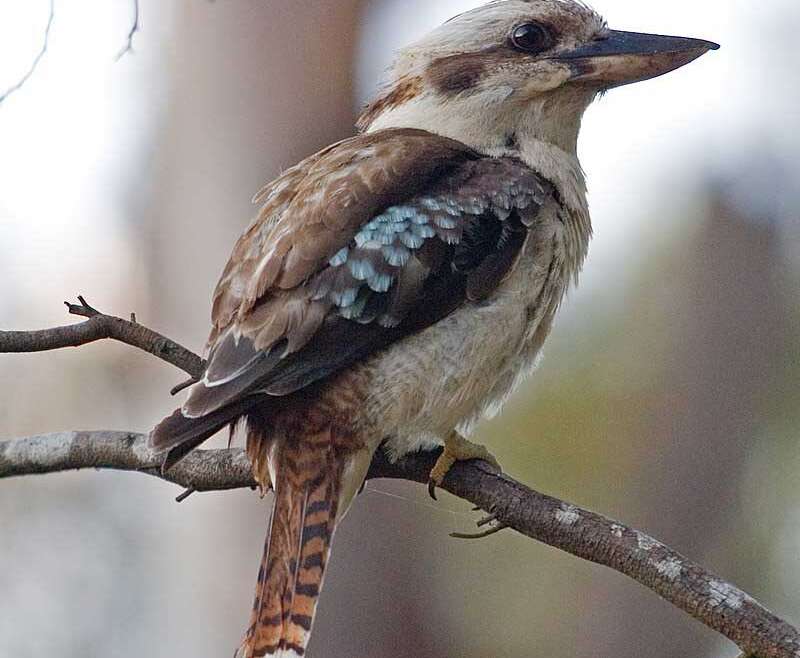 Kookaburra