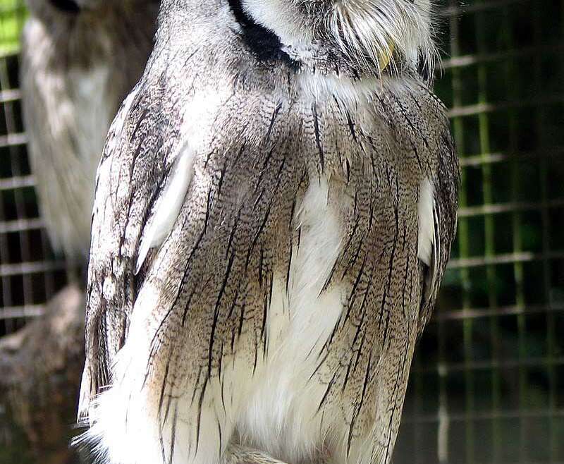 Assiolo faccia bianca