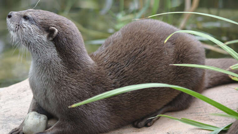 lontra orientale